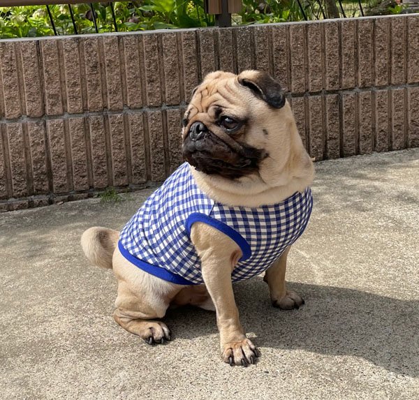 犬服　タンクトップ型紙（リブ仕様）　小型犬〜中型犬用