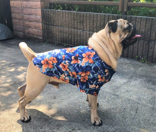 犬服　アロハシャツ型紙　小型犬〜中型犬用